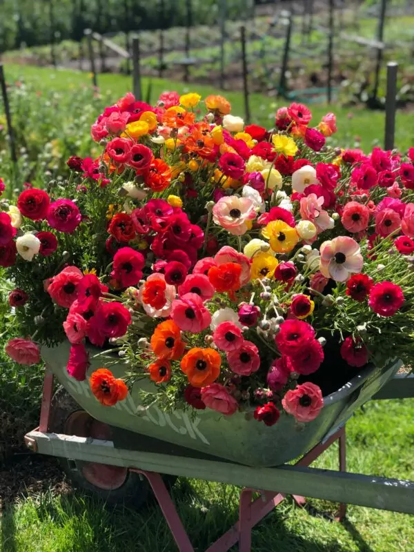 SPRING flower workshop at our flower farm 2025 - Image 6