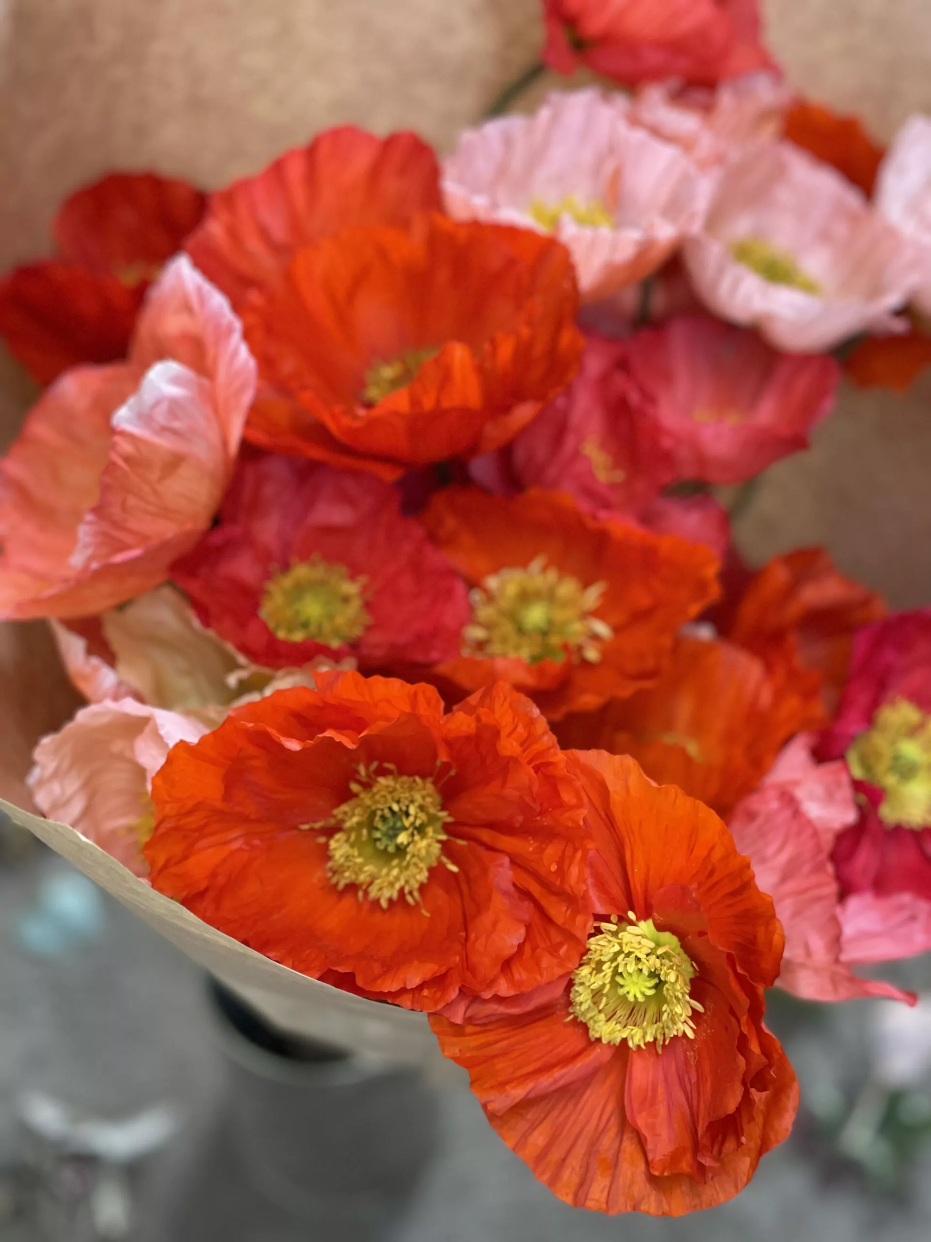 Vibrant Icelandic Poppies