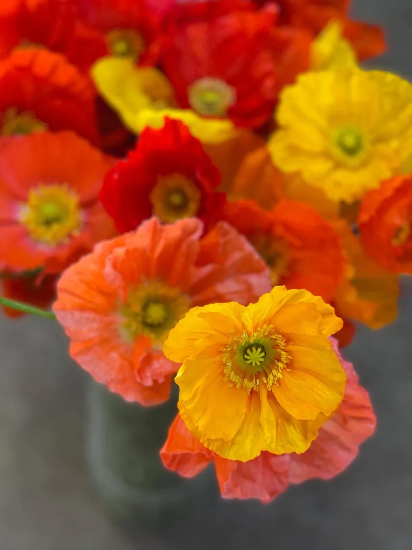 Vibrant Icelandic Poppies - Image 2