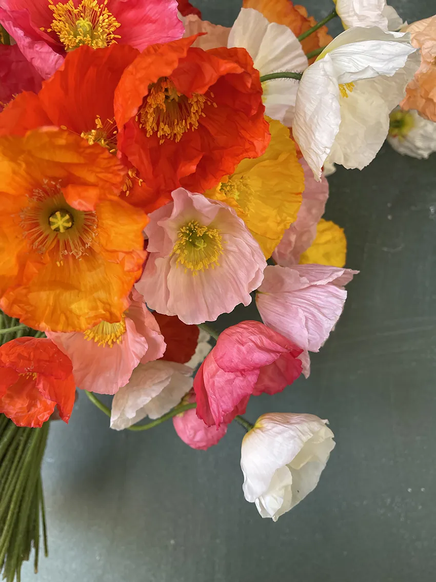 Vibrant Icelandic Poppies - Image 5