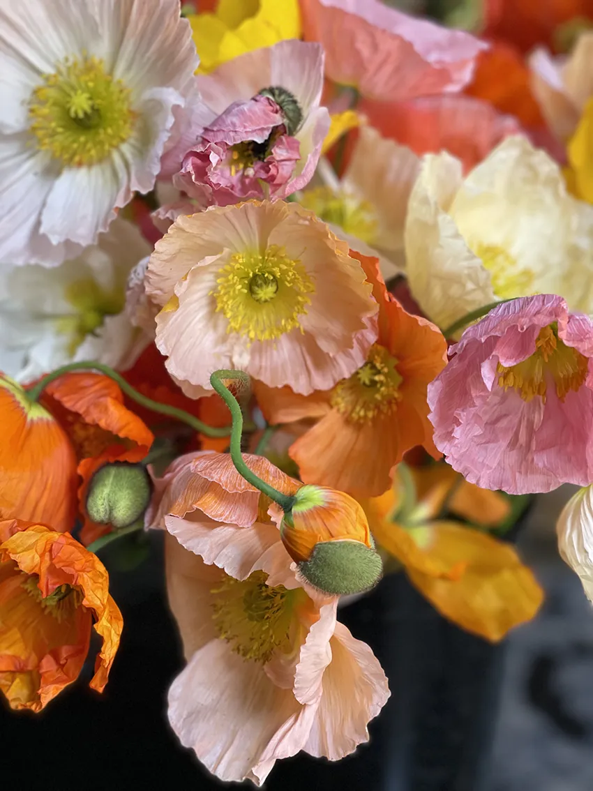 Vibrant Icelandic Poppies - Image 3