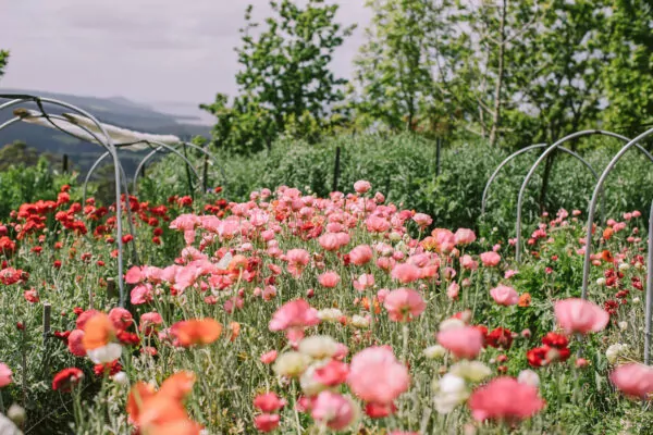 SPRING flower workshop at our flower farm 2025 - Image 3