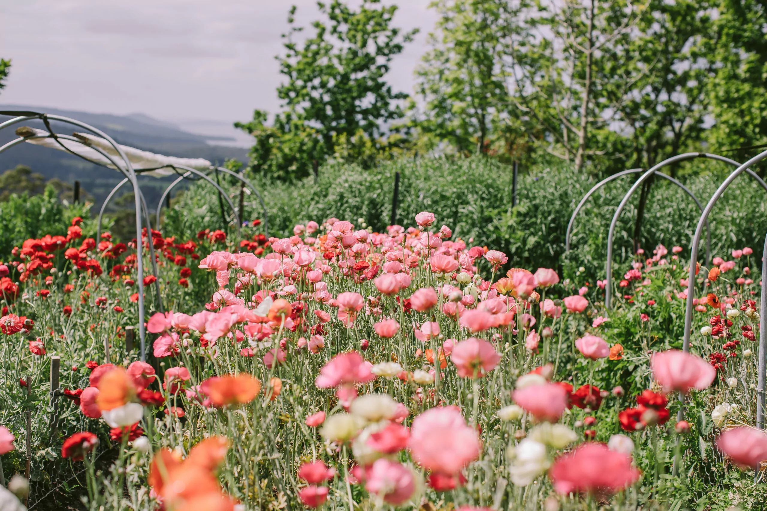 SPRING flower workshop at our flower farm 2026 - Image 3