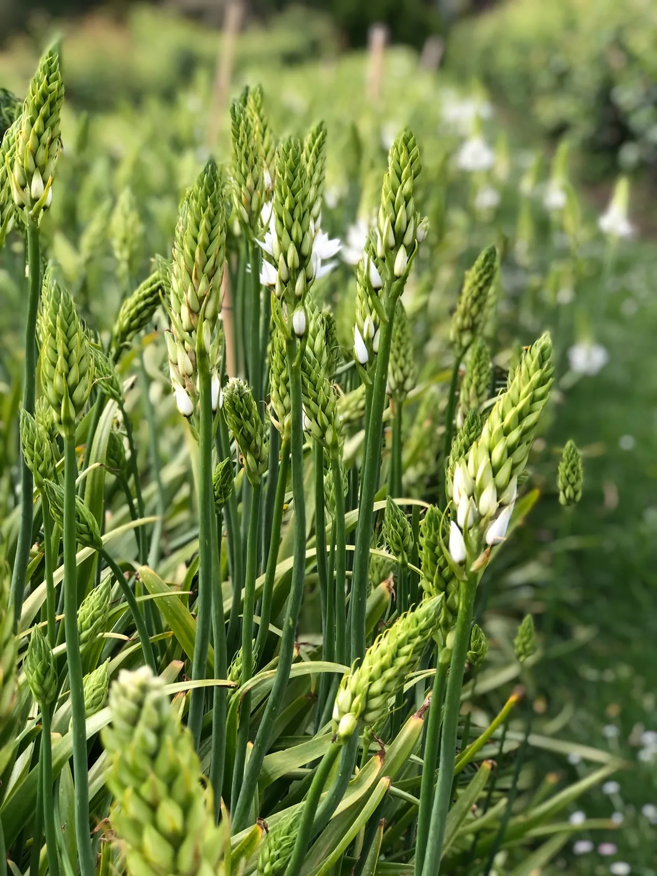 CHRISTMAS+Festive Offerings - Image 7