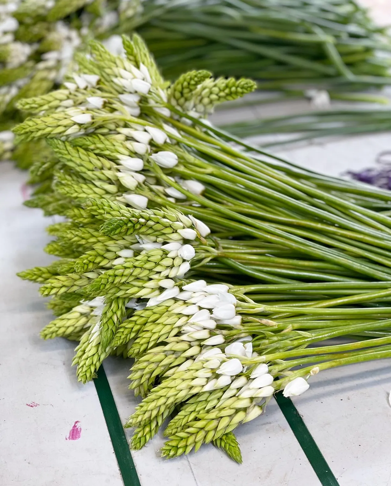 Chincherinchee (chin-cherin-chee) 3+ bunches - Image 3