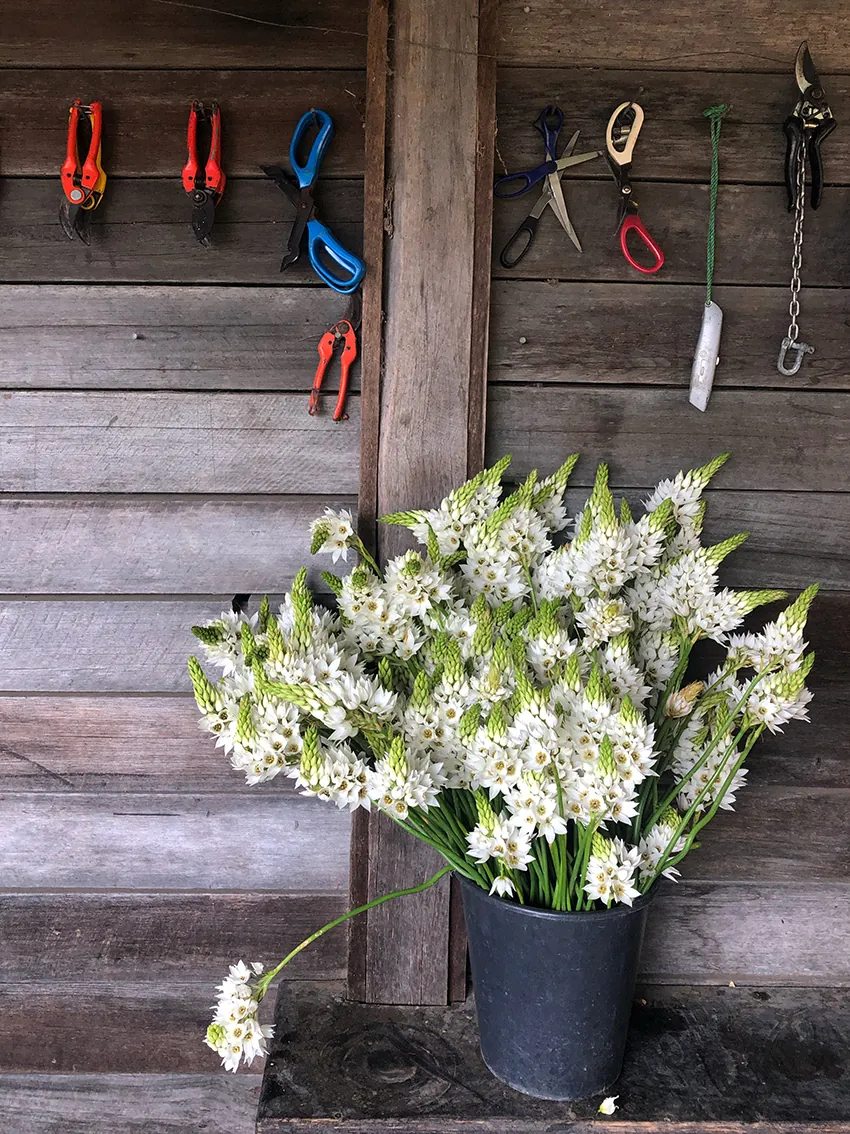 Chincherinchee (chin-cherin-chee) 3+ bunches