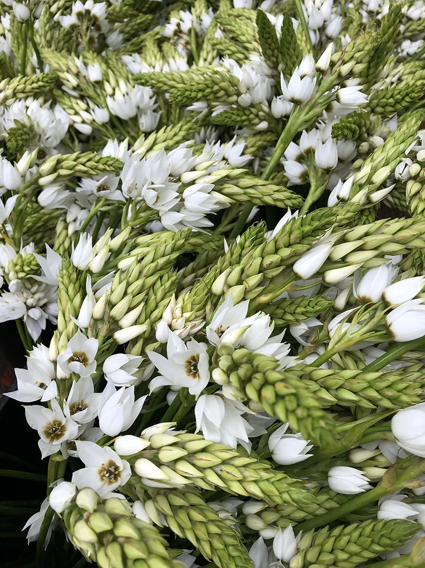 Chincherinchee (chin-cherin-chee) 3+ bunches - Image 5
