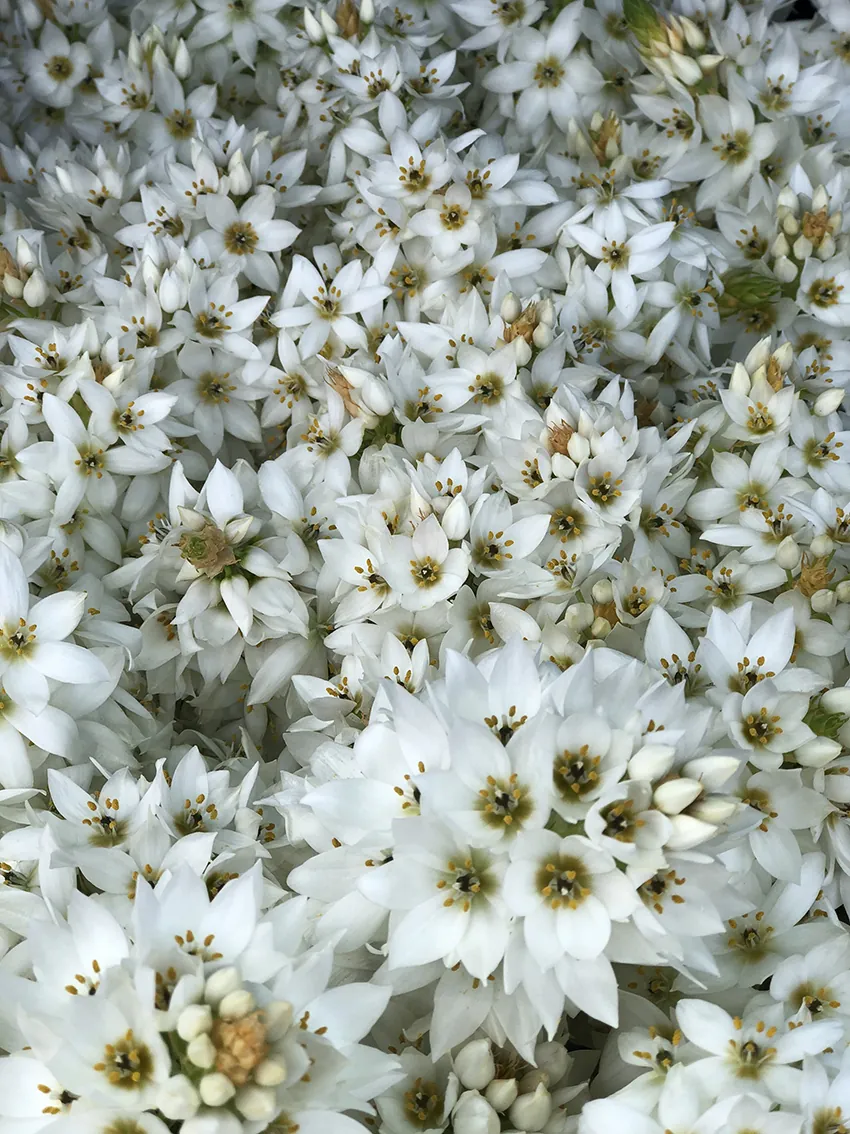 Chincherinchee (chin-cherin-chee) 3+ bunches - Image 6