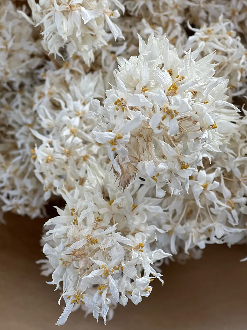 Dried (white) flower bundle - Image 3