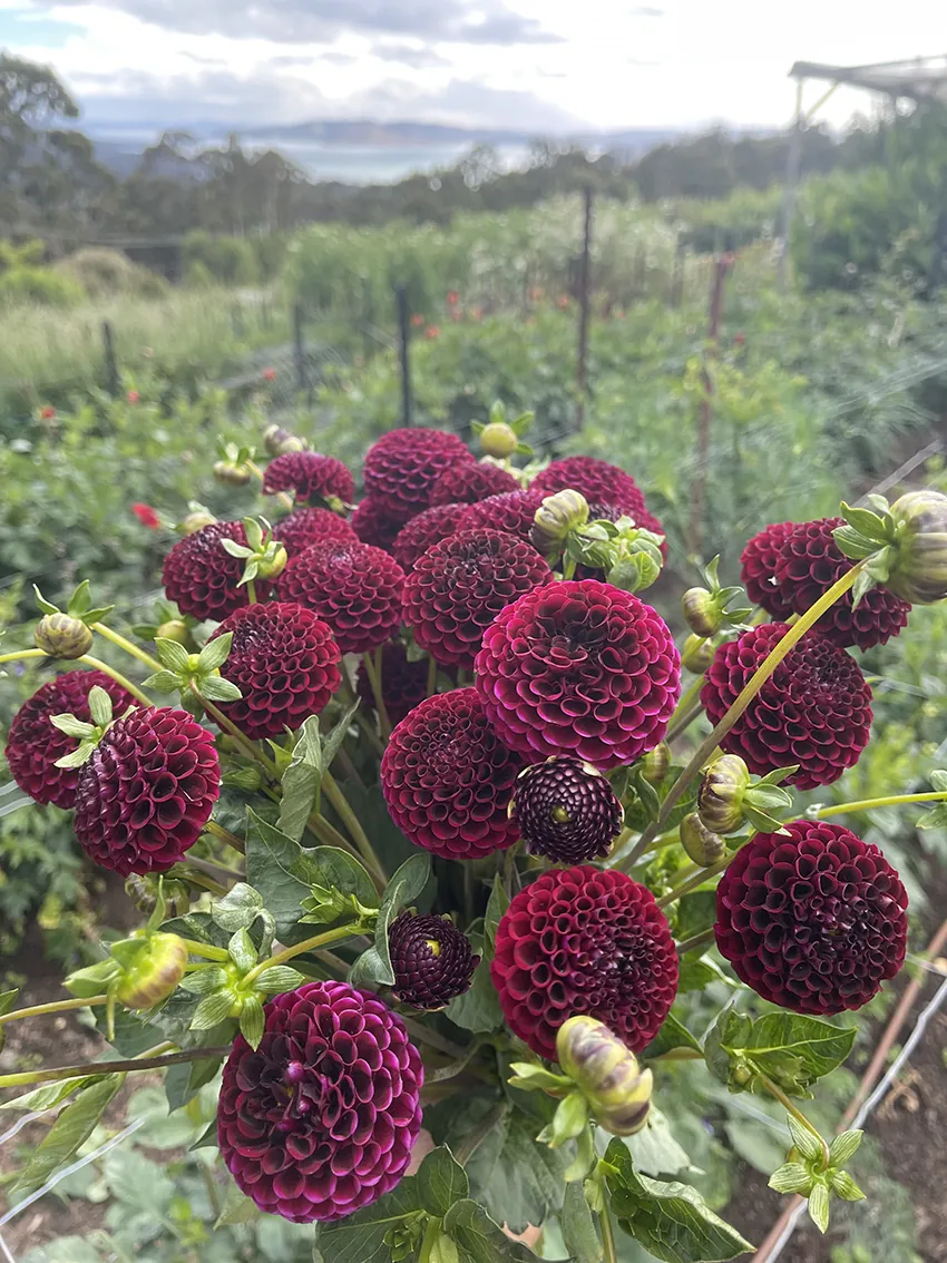 CHRISTMAS+Festive Offerings - Image 22