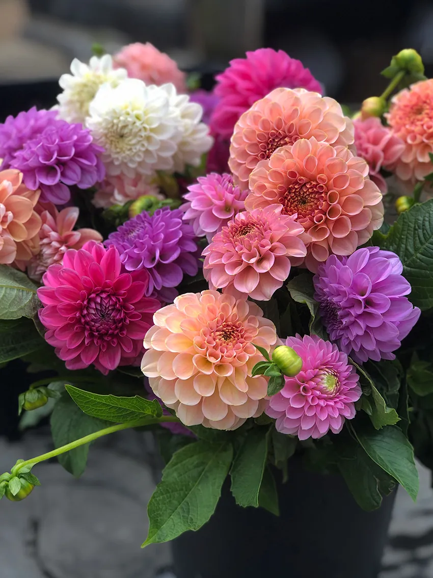 AUTUMN flower workshop at Peppermint Bay 2026 - Image 5