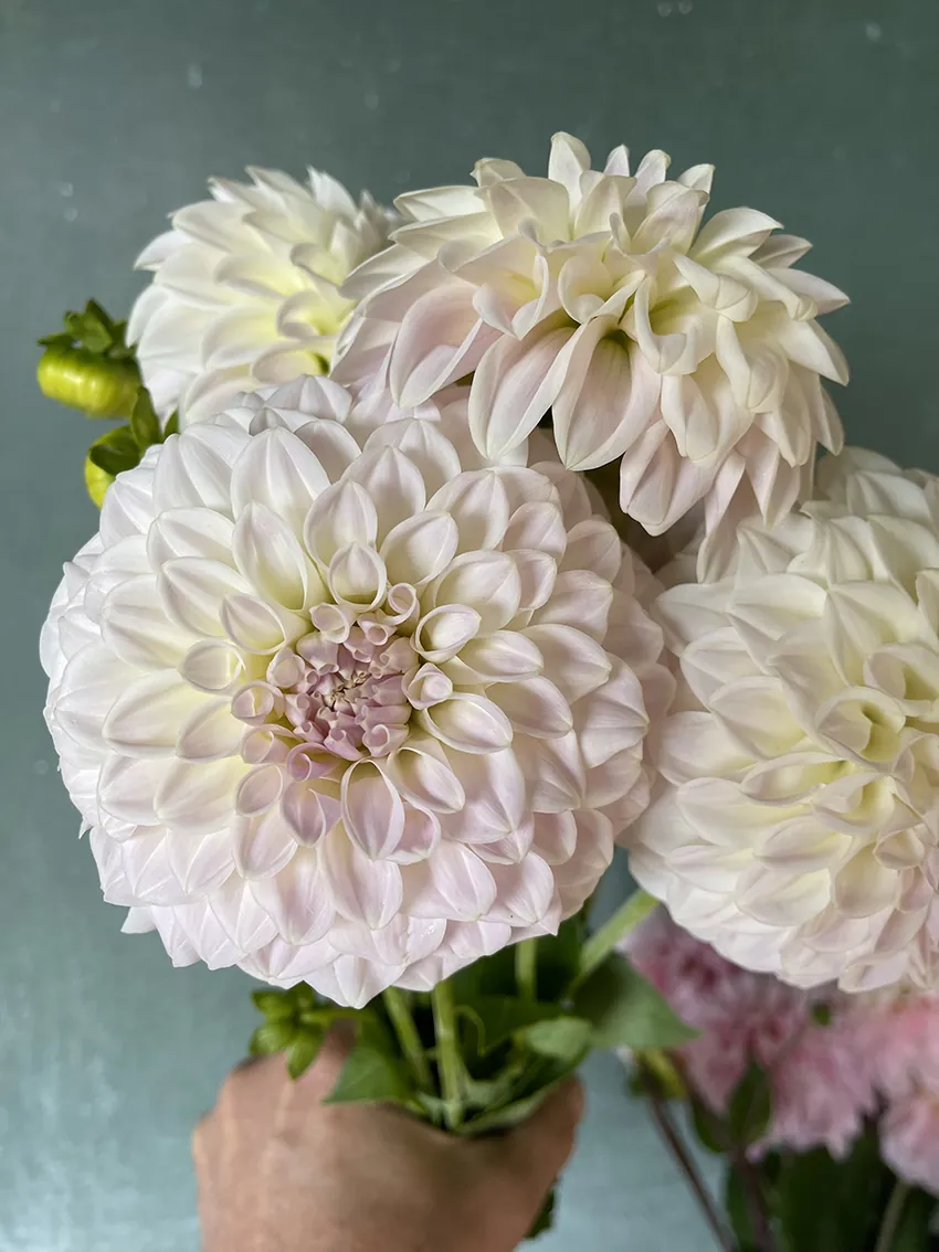 AUTUMN flower workshop at our flower farm 2026 - Image 11