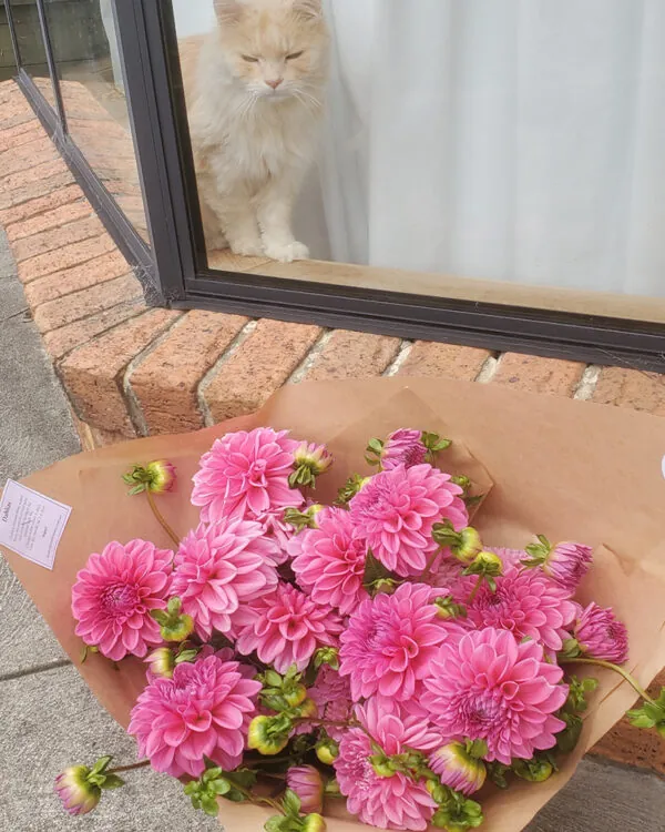 Dahlias - bunches + subscriptions (4x deliveries)