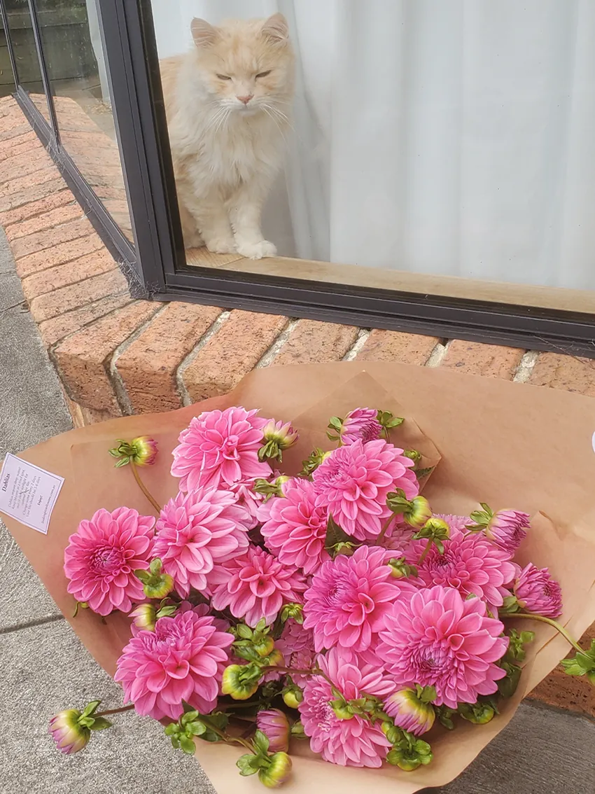 Dahlias - bunches + subscriptions (4x deliveries)