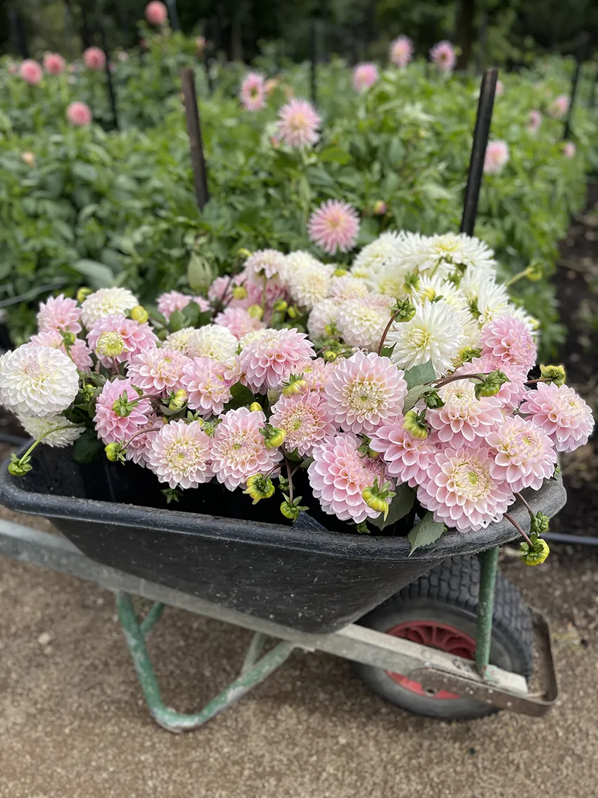 Dahlias - bunches + subscriptions (4x deliveries) - Image 6