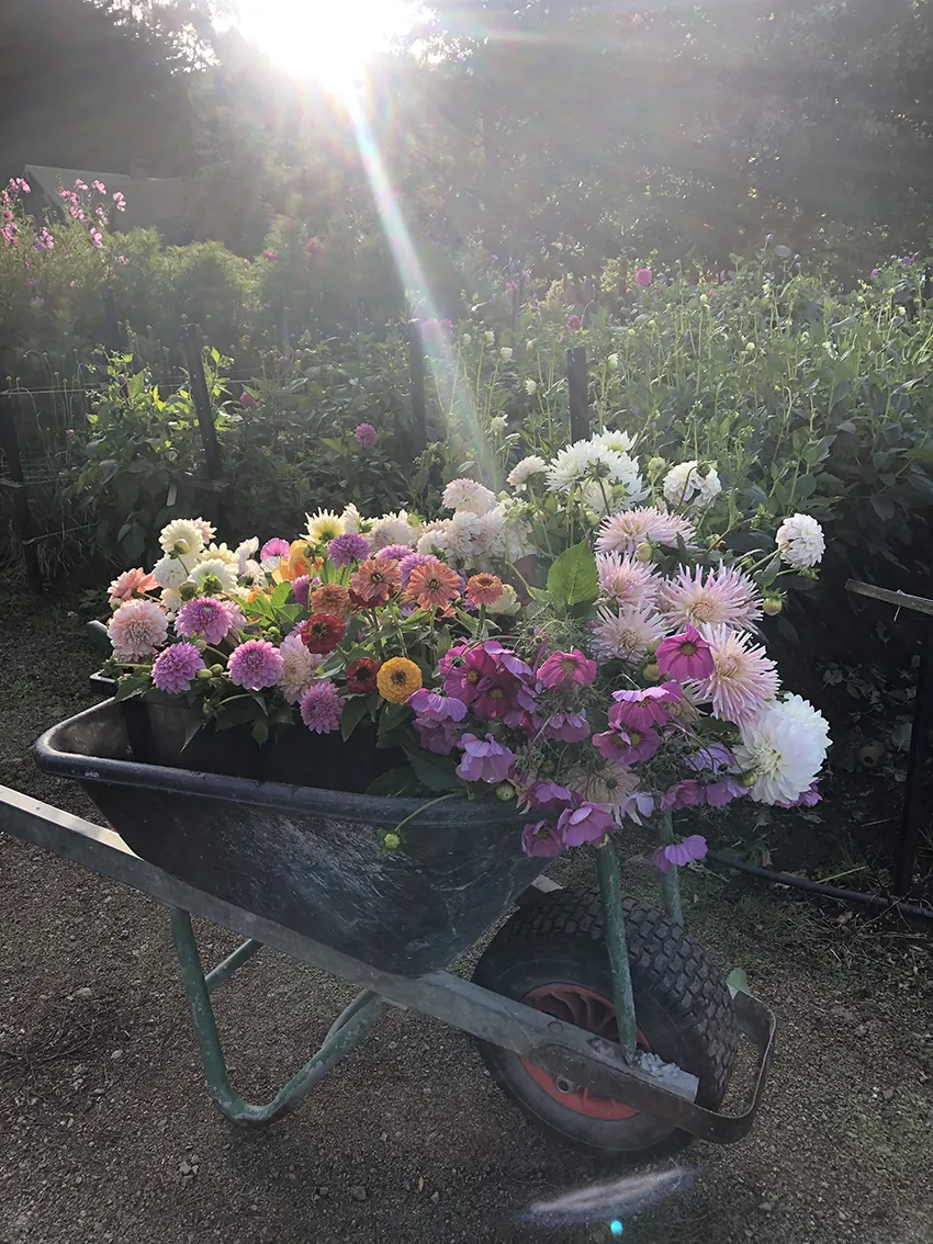 AUTUMN flower workshop at our flower farm 2026 - Image 2