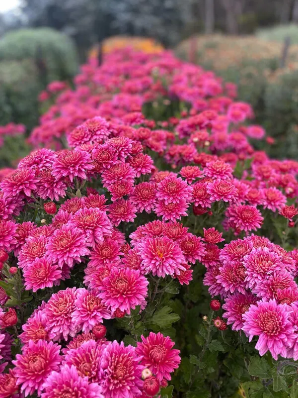 Chrysanthemum trio (3 x bunches) - Image 5