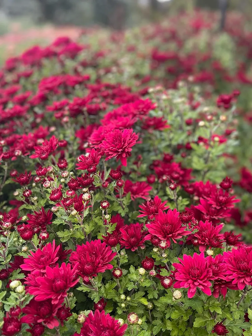 Chrysanthemum trio (3 x bunches) - Image 4