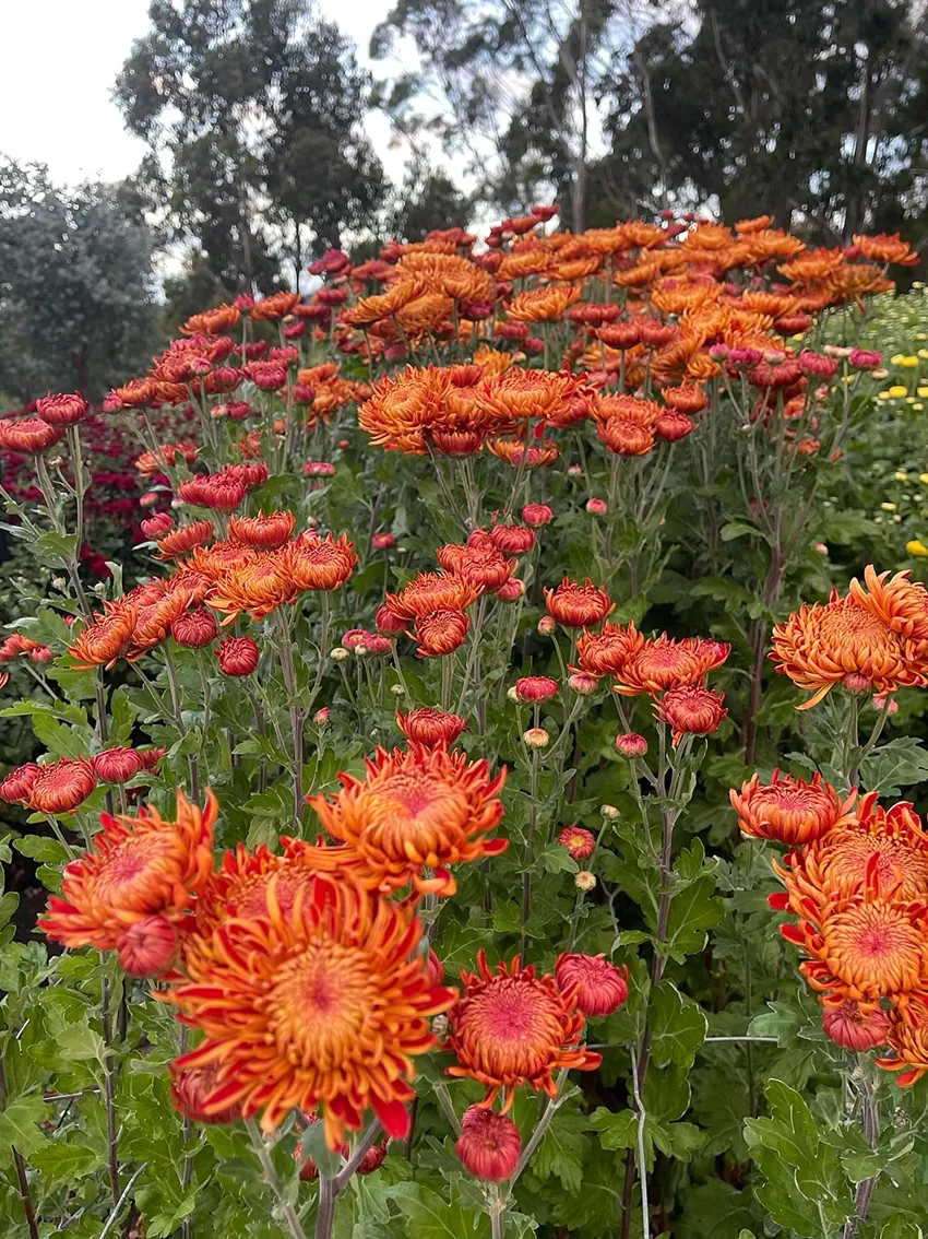 Chrysanthemum trio (3 x bunches) - Image 3