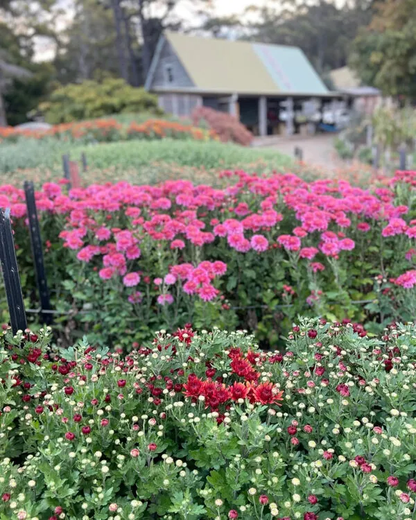 Chrysanthemum trio (3 x bunches)