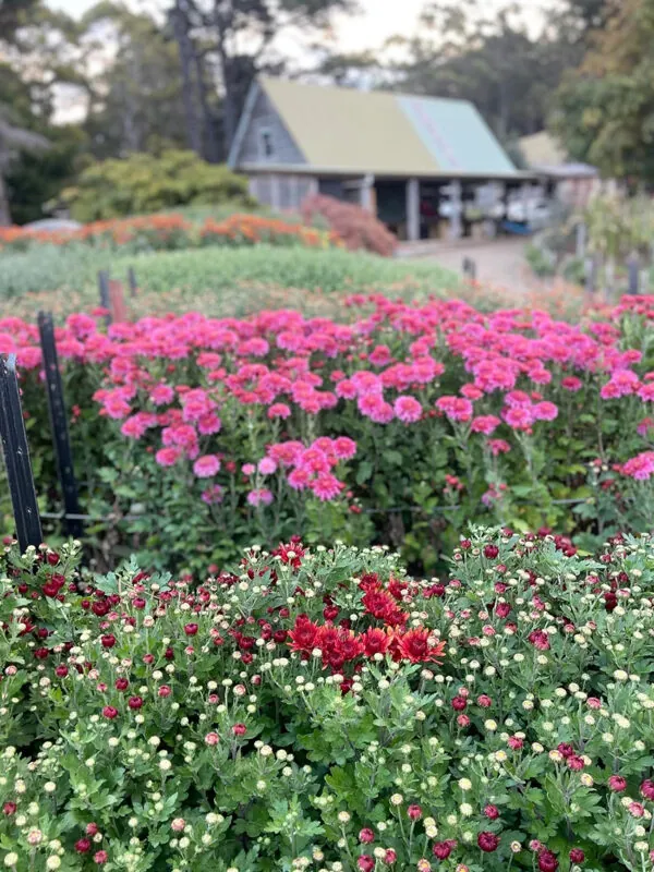 Chrysanthemum trio (3 x bunches)