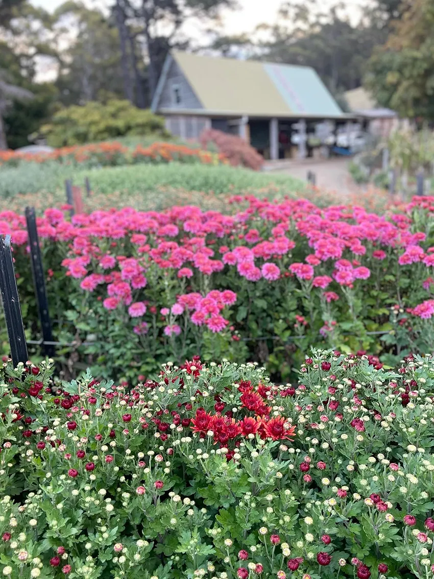 AUTUMN flower workshop at our flower farm 2026 - Image 10