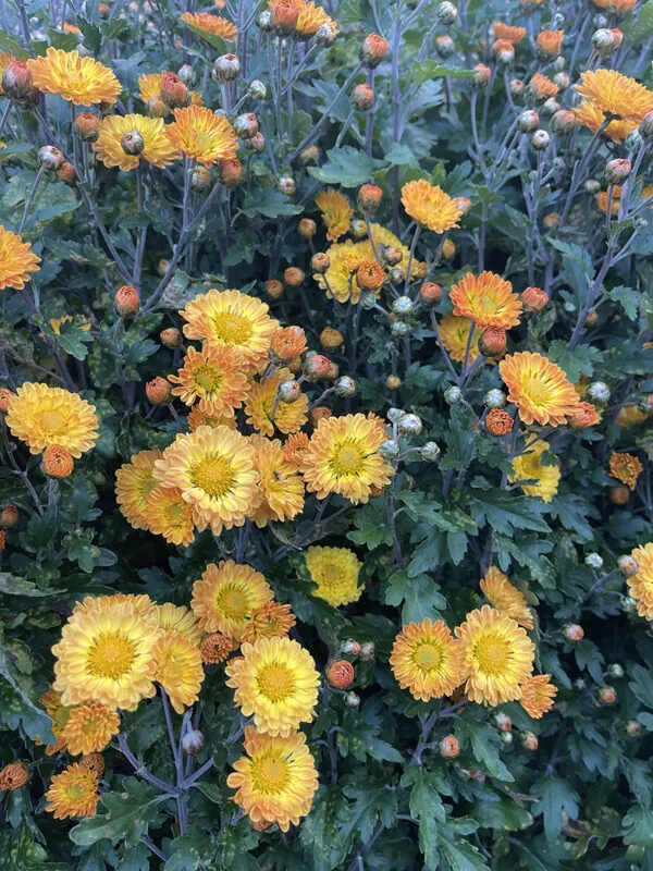 Chrysanthemum trio (3 x bunches) - Image 10