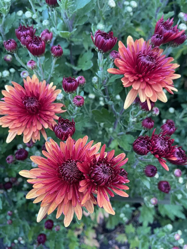 Chrysanthemum trio (3 x bunches) - Image 6