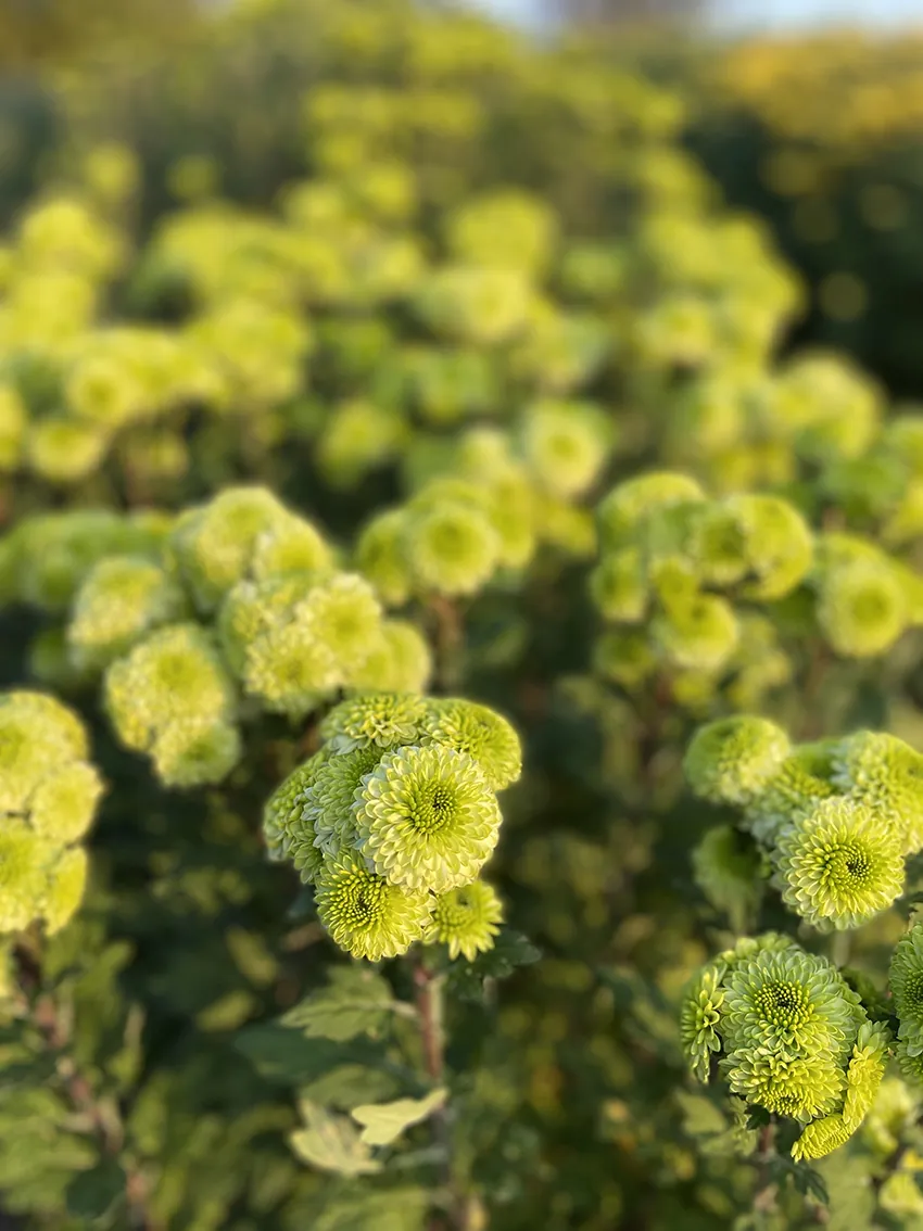 Chrysanthemum trio (3 x bunches) - Image 9