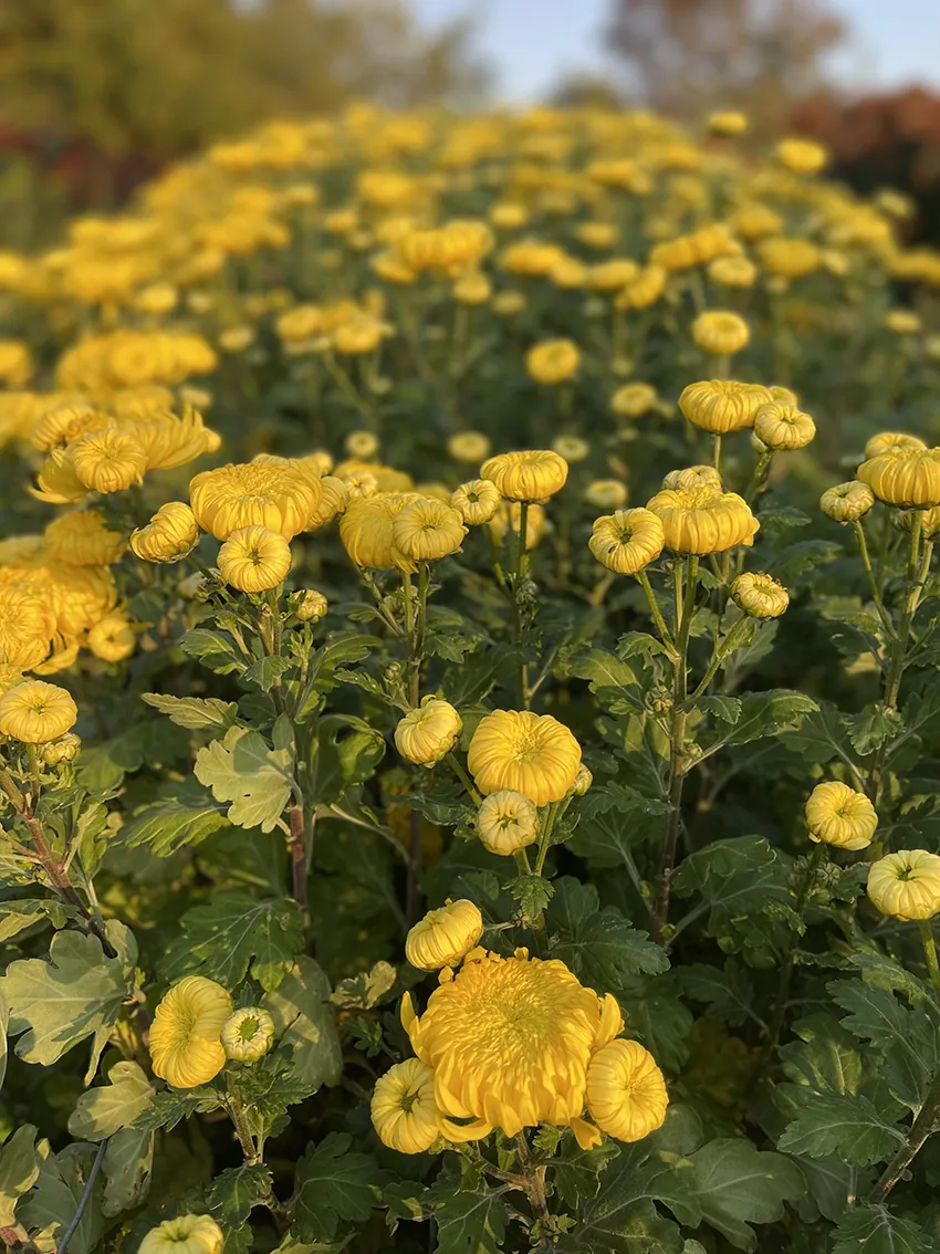 Chrysanthemum trio (3 x bunches) - Image 8