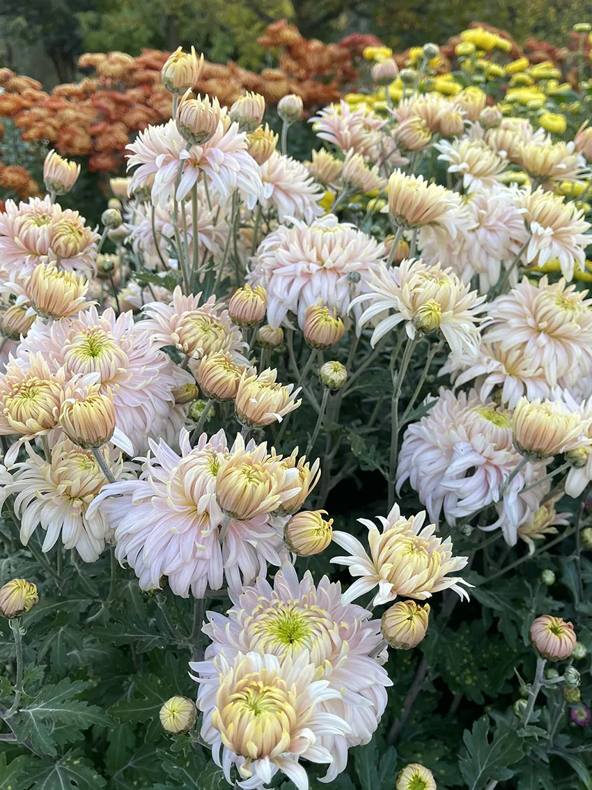 Chrysanthemum trio (3 x bunches) - Image 7