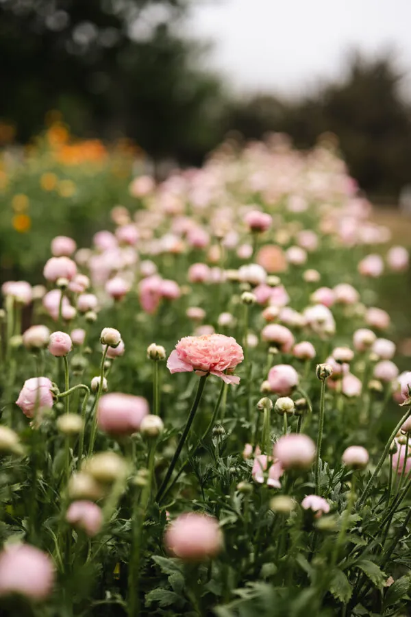SPRING flower workshop at our flower farm 2025 - Image 4