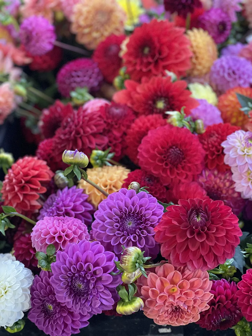 AUTUMN flower workshop at Peppermint Bay 2026 - Image 4