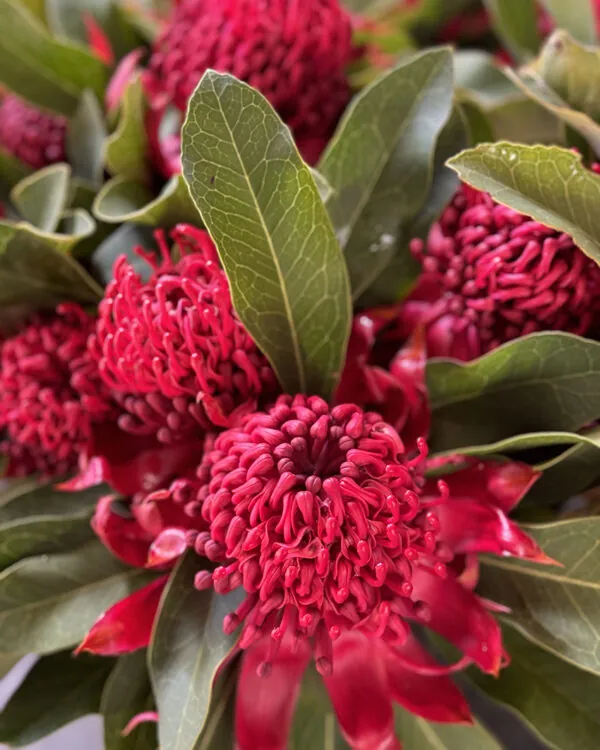 Waratah bunches
