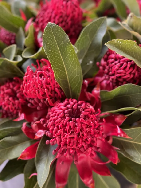 Waratah bunches