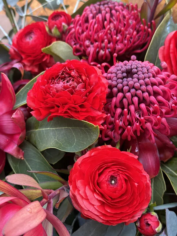 Waratah bunches - Image 3