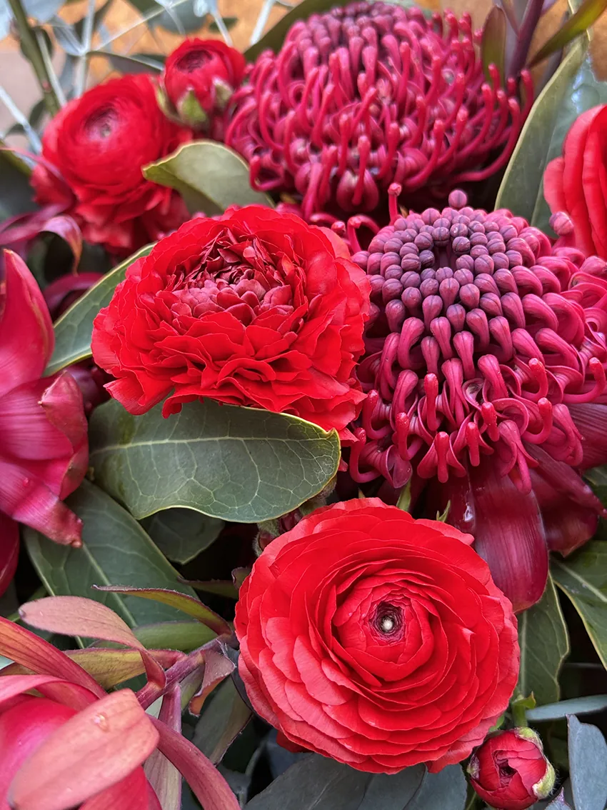 Waratah bunches - Image 3