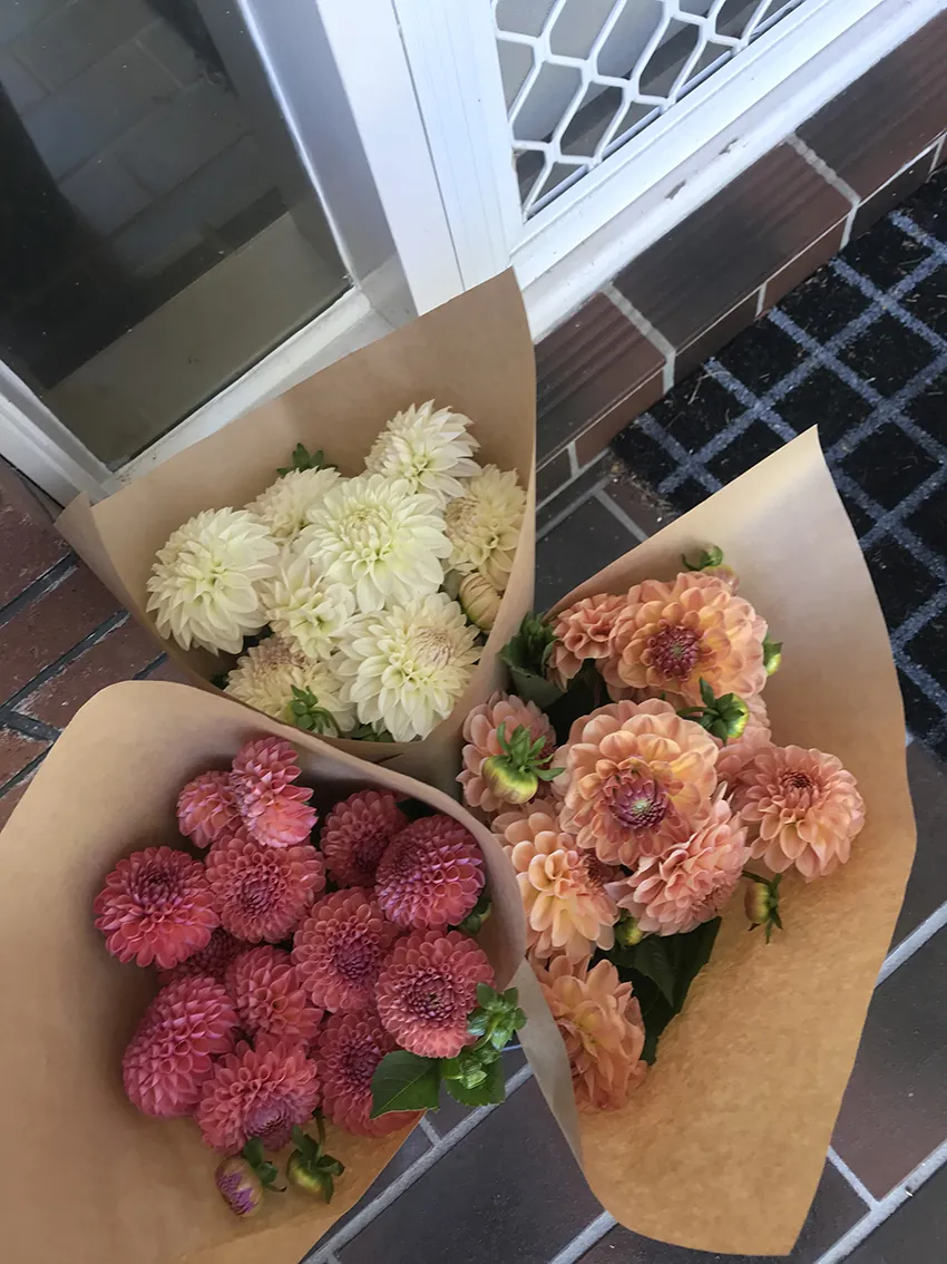 Dahlias - bunches + subscriptions (4x deliveries) - Image 8