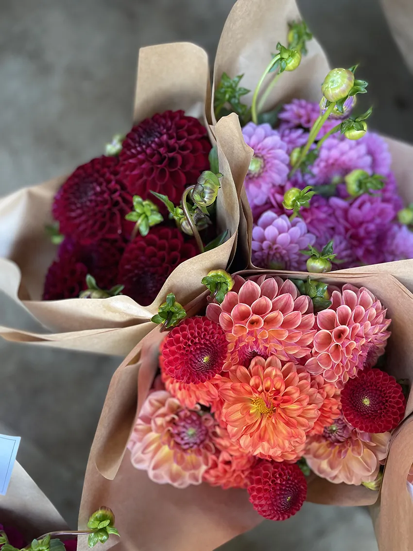 Dahlias - bunches + subscriptions (4x deliveries) - Image 3