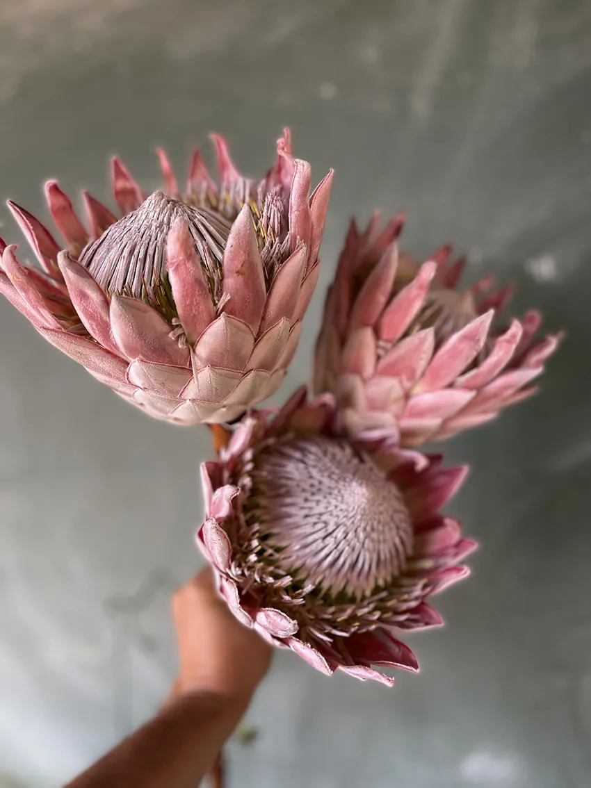 Duo/Trio of Summer flowers (2-3x bunches) - Image 4