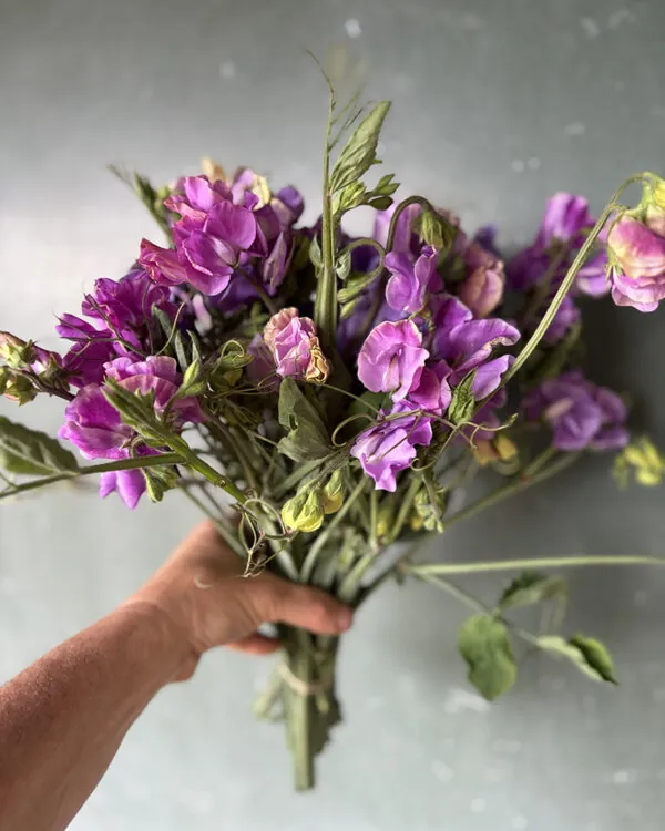 Fragrant sweet pea bundle