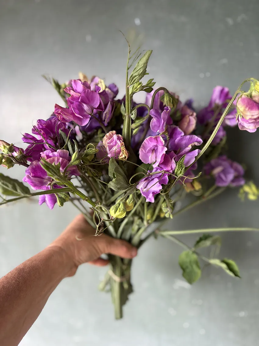 Fragrant sweet pea bundle