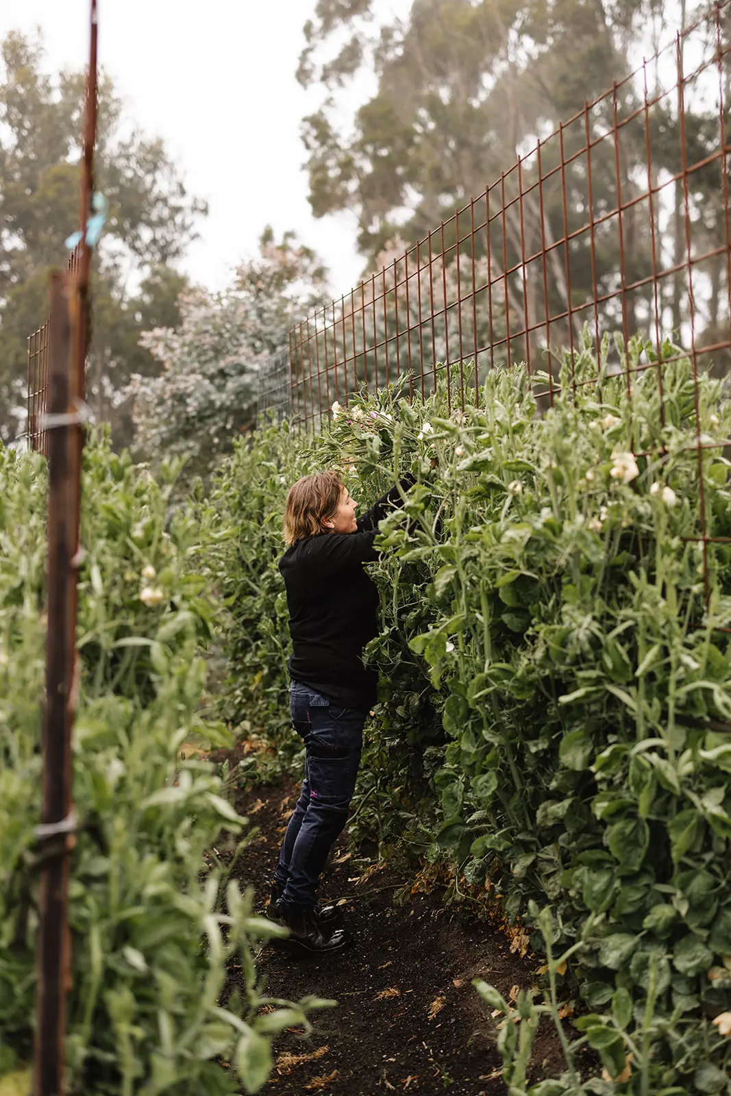 Fragrant sweet pea bundle - Image 6