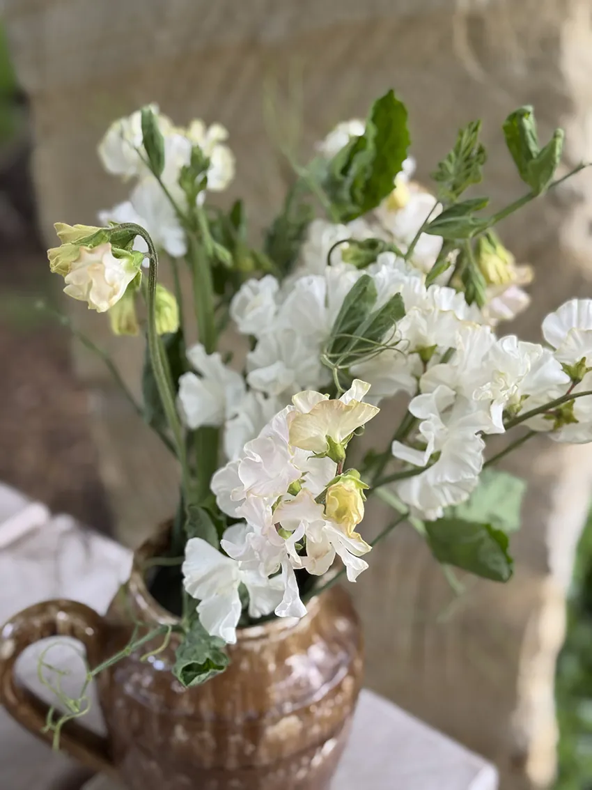 Fragrant sweet pea bundle - Image 5