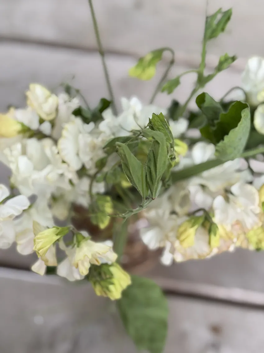 Fragrant sweet pea bundle - Image 8