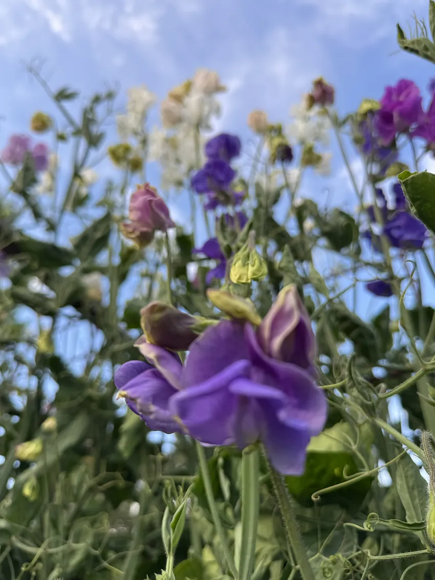 Fragrant sweet pea bundle - Image 7