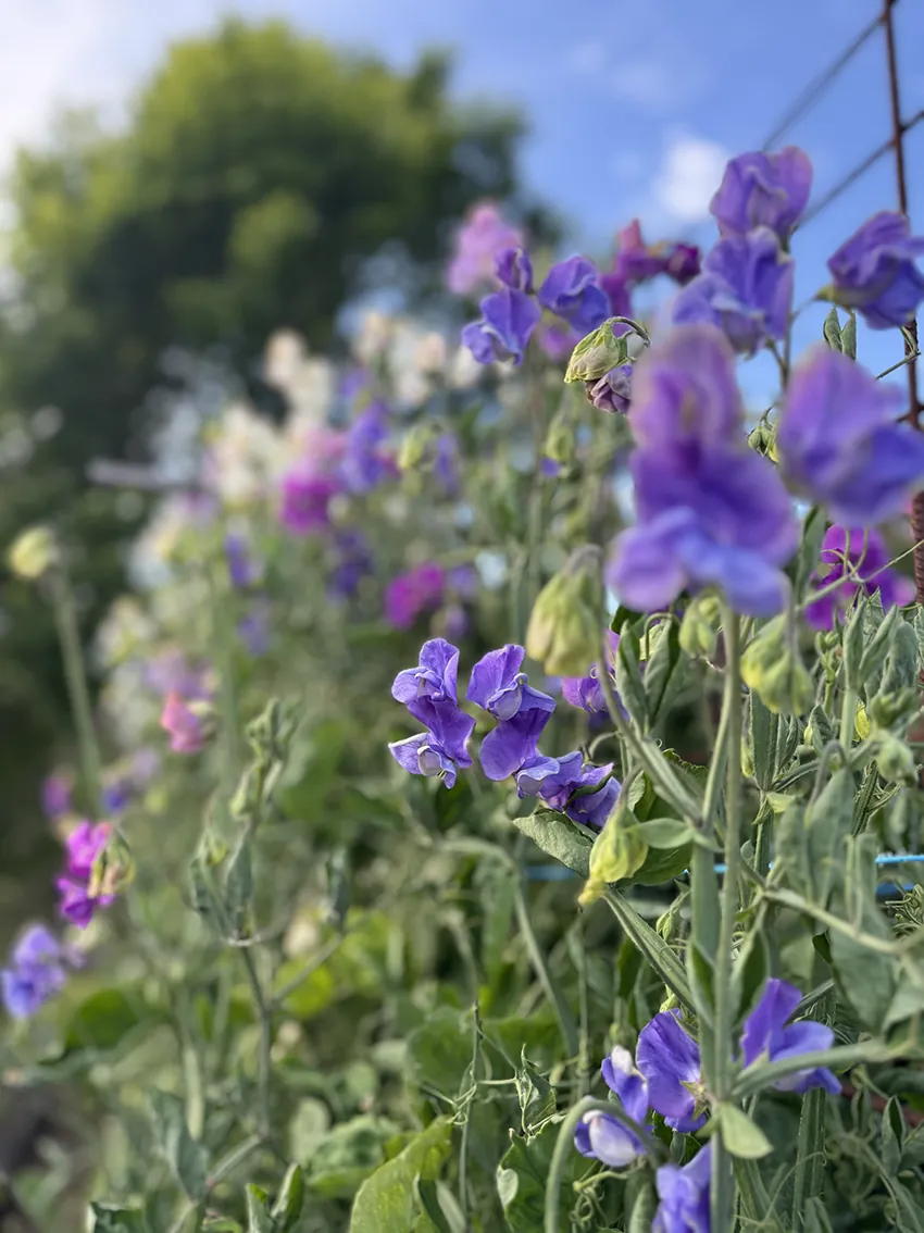 Fragrant sweet pea bundle - Image 3