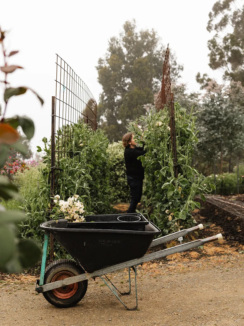 Fragrant sweet pea bundle - Image 4