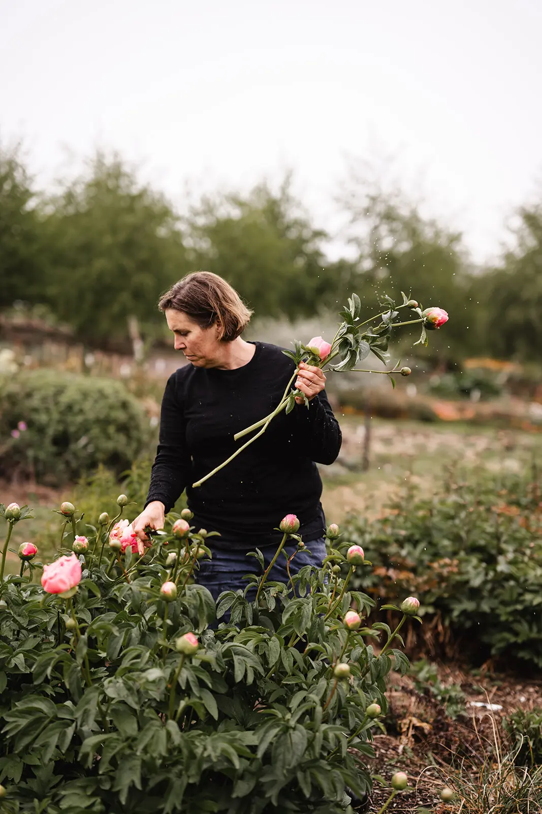 Peony workshop + high tea at our farm Spring 2026 - Image 5